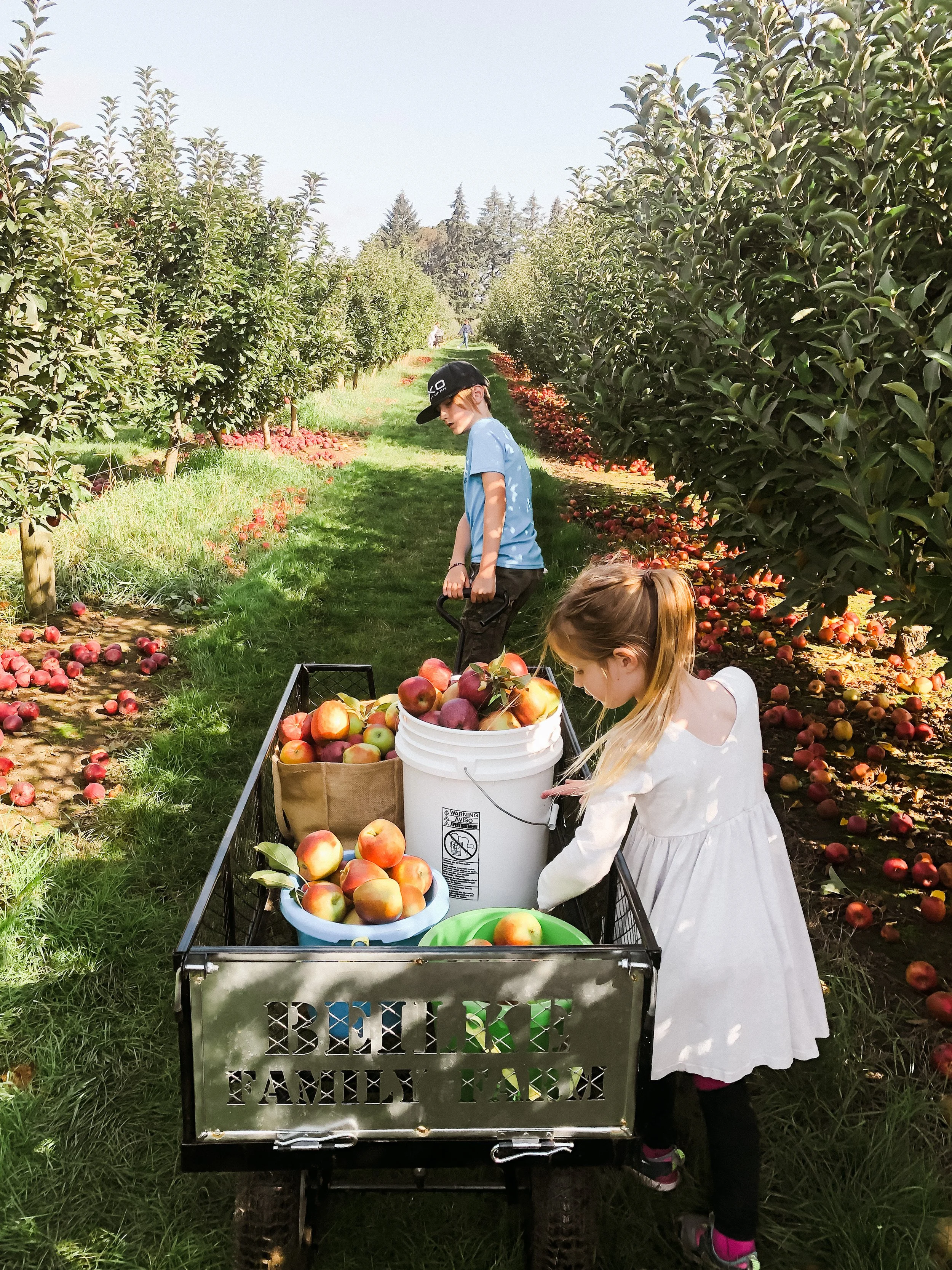 🫐 If Blueberries Were Ideas: What's Our Job as Homeschool Parents?