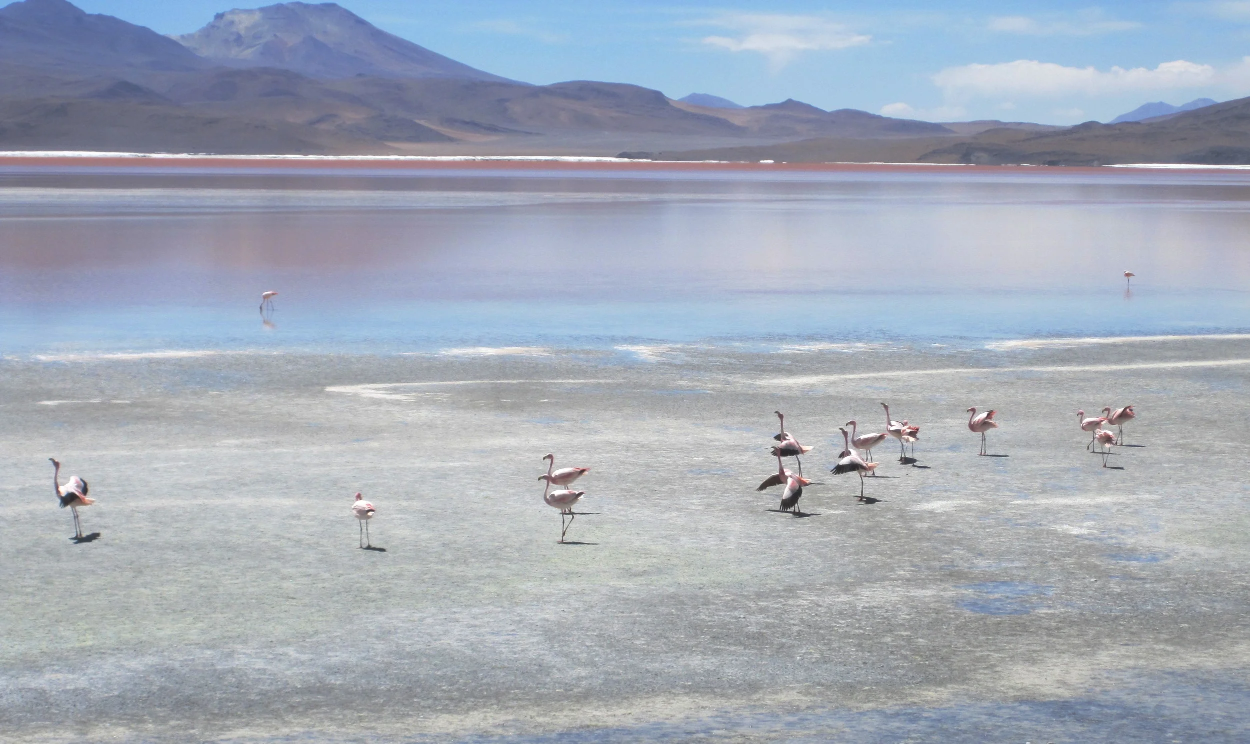 IMG_5260 - Flamingos cropped.JPG