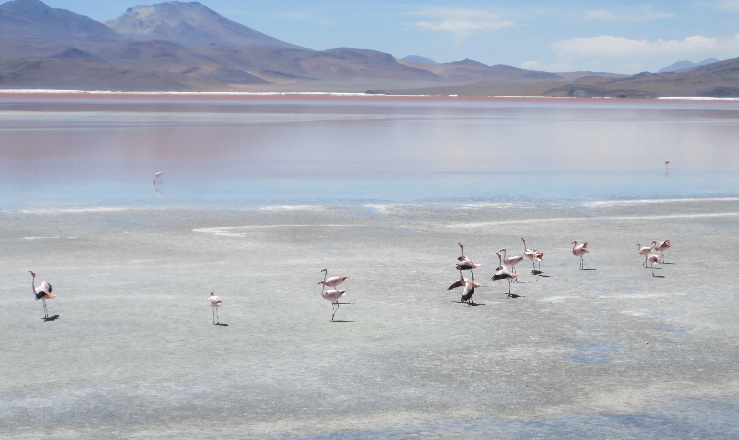 IMG_5260 - Flamingos cropped.JPG