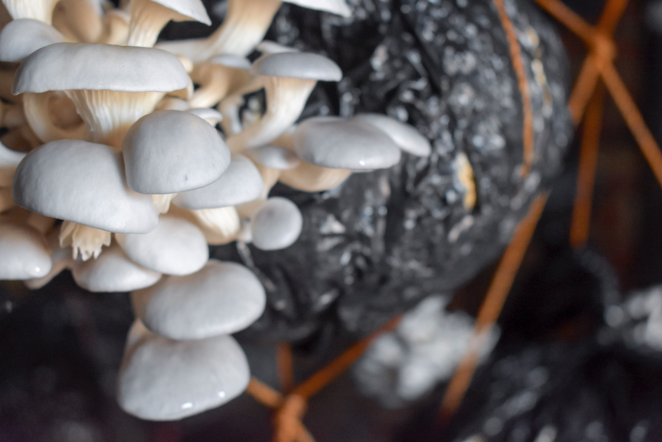 mushrooms edited.png