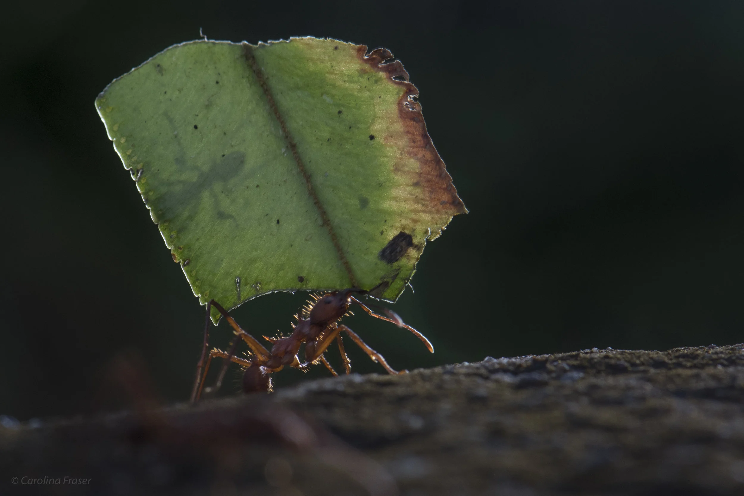 DSC_6147.jpg