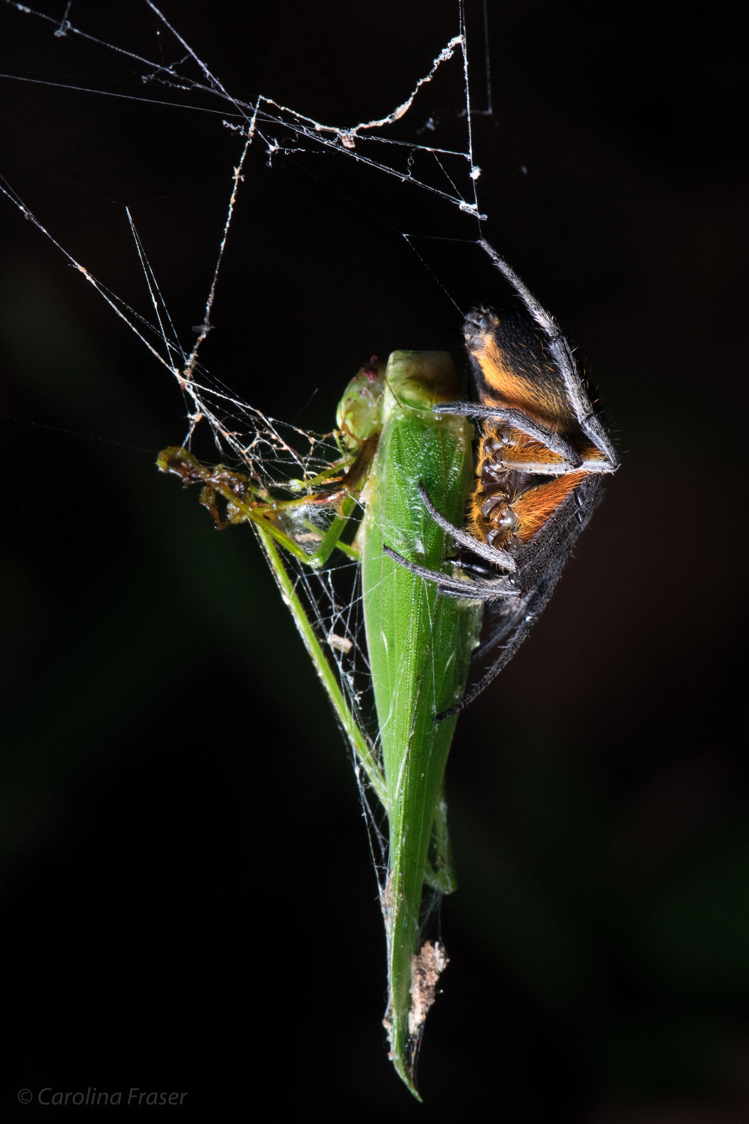 DSC_7106-2.jpg