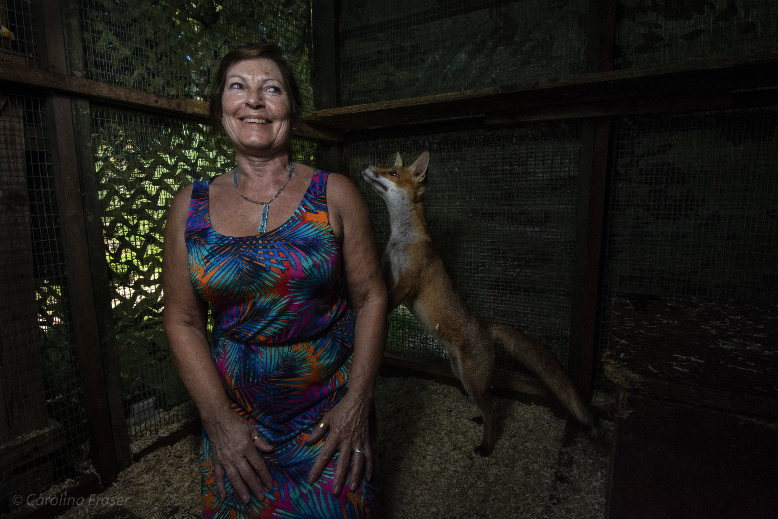  Rita Startup has been a fosterer for over twenty years, and has an enclosure in her garden. Sometimes one fox is more curious than others in the enclosure; especially if it’s a young fox. A friendly fox is not ideal. If a fox is too friendly, it wil