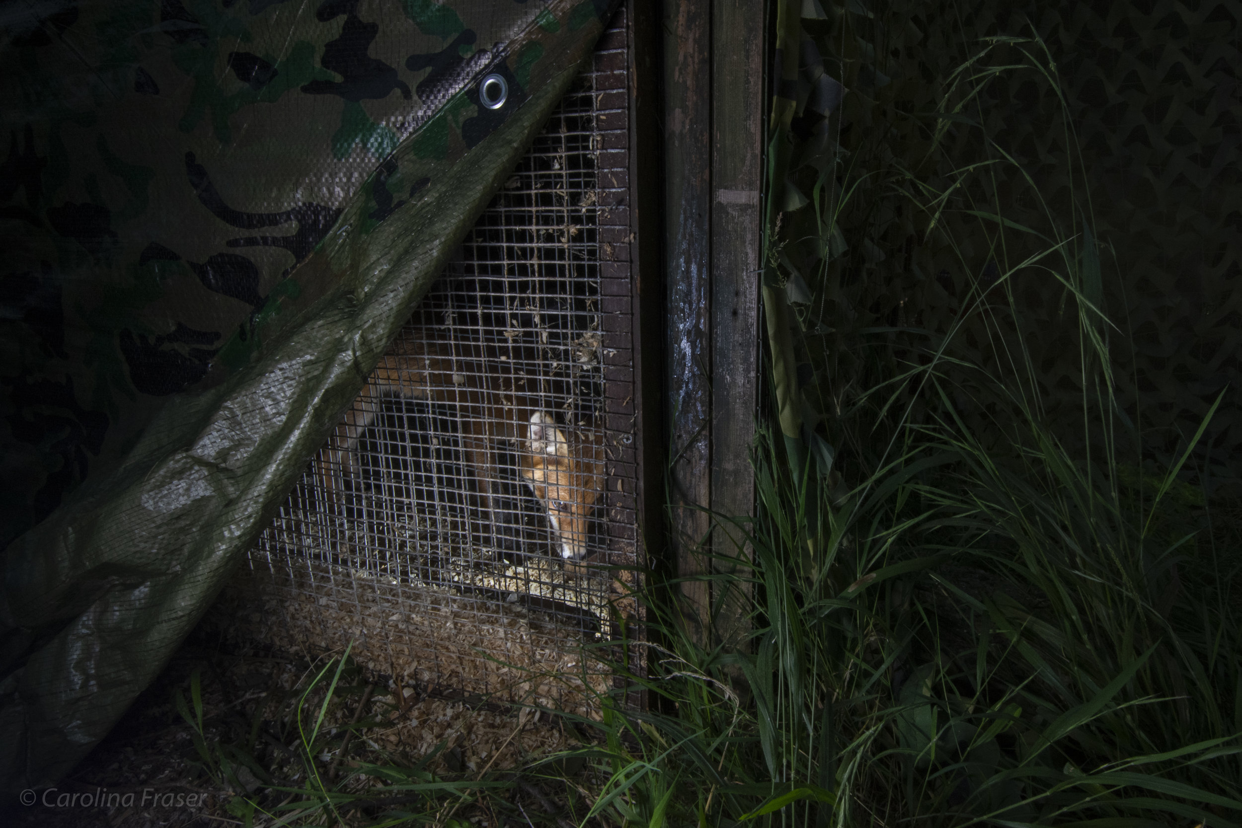  Foxes are moved from the clinic to a fosterer’s home if rehabilitation or time to heal is needed. The enclosures are spacious, and fosterers generally have a lot of experience with the system.    