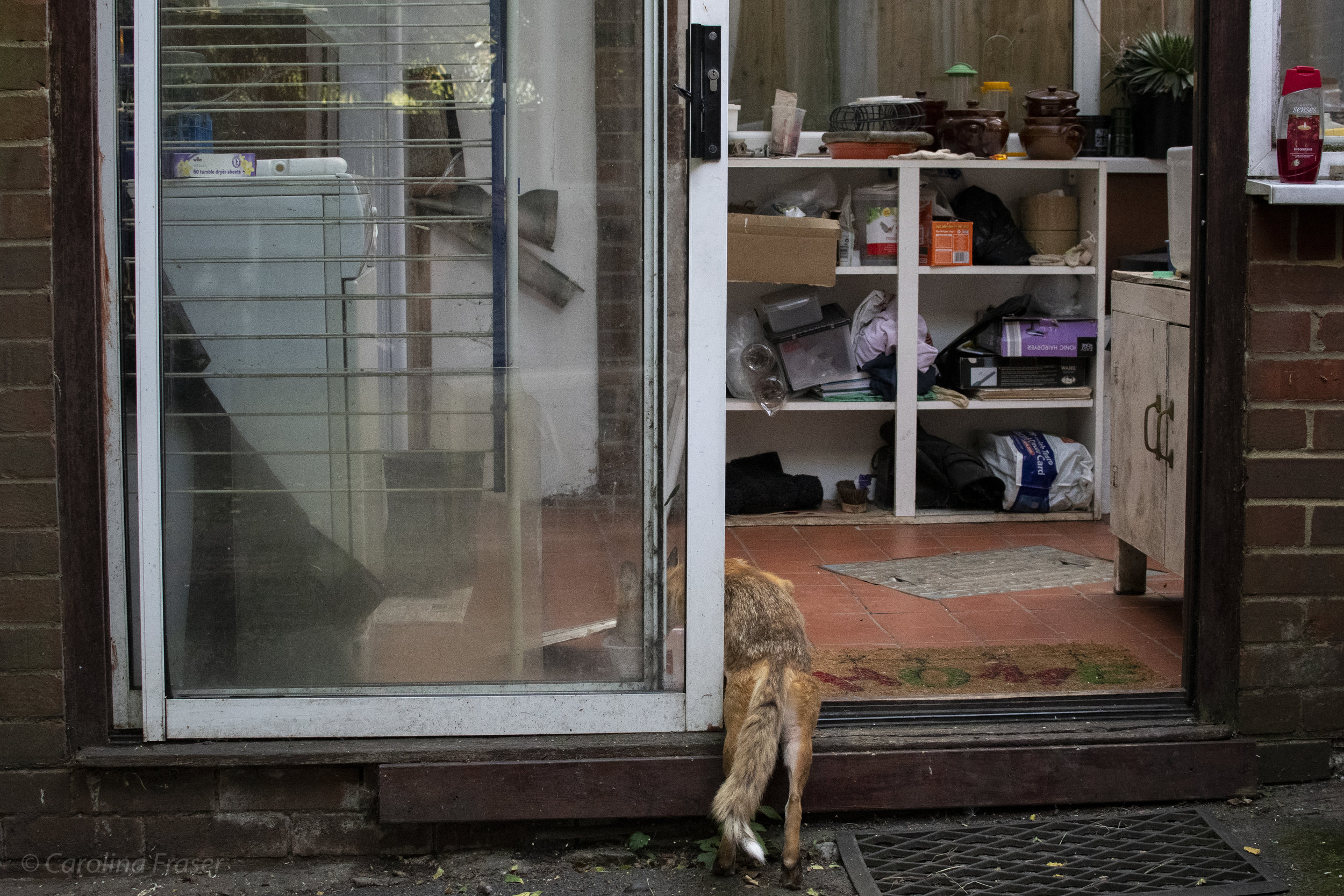  Feeding foxes can be controversial. Leaving dishes of food (in some cases, an entire roast) is a common practice that bridges a connection between human and fox. Others argue that a wild fox should stay fully wild.    