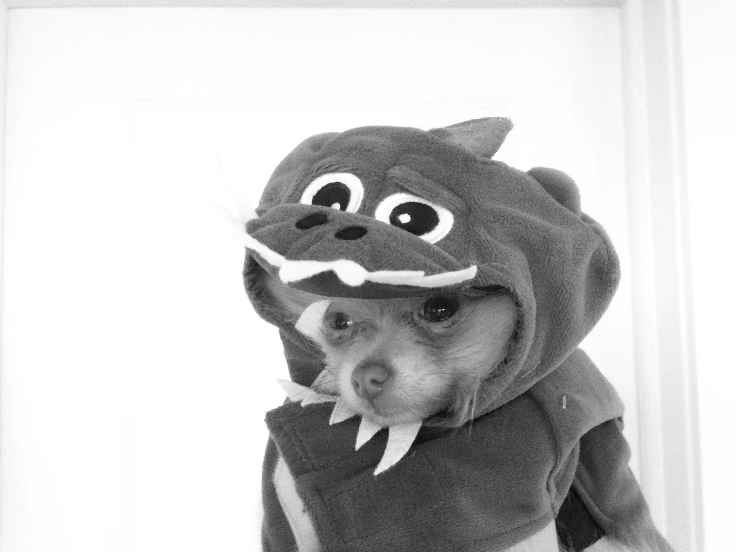 Dino Dog