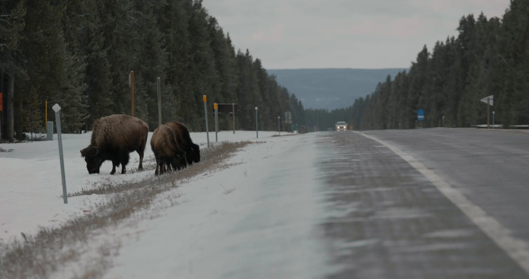 D7_Bisonbroll2.jpg