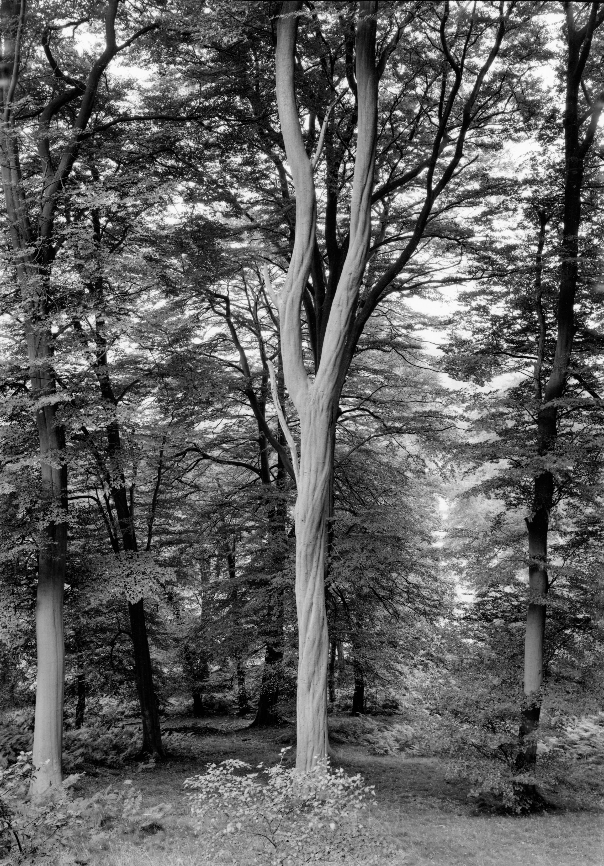 PC210_print.jpg