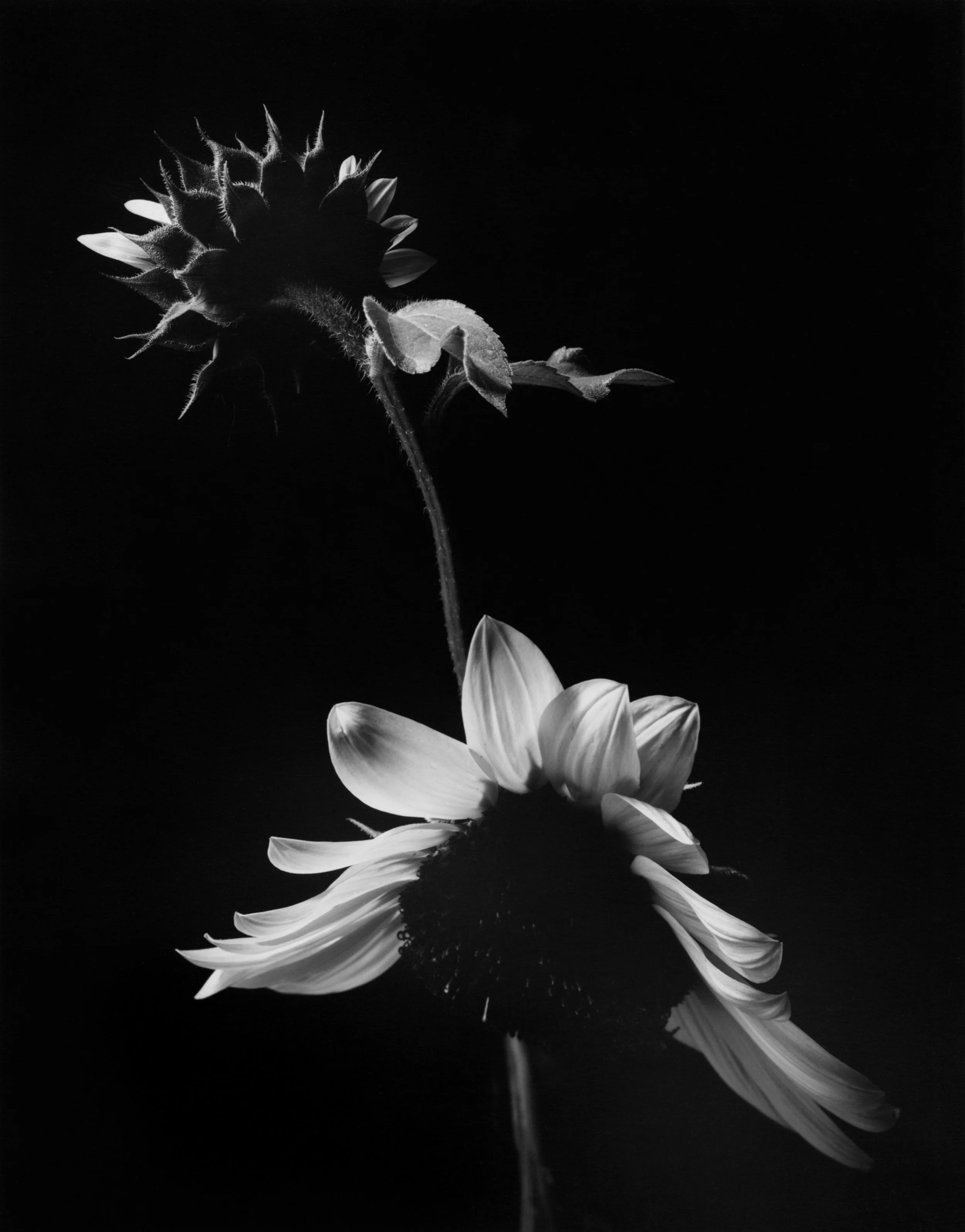 PC209_print.jpg