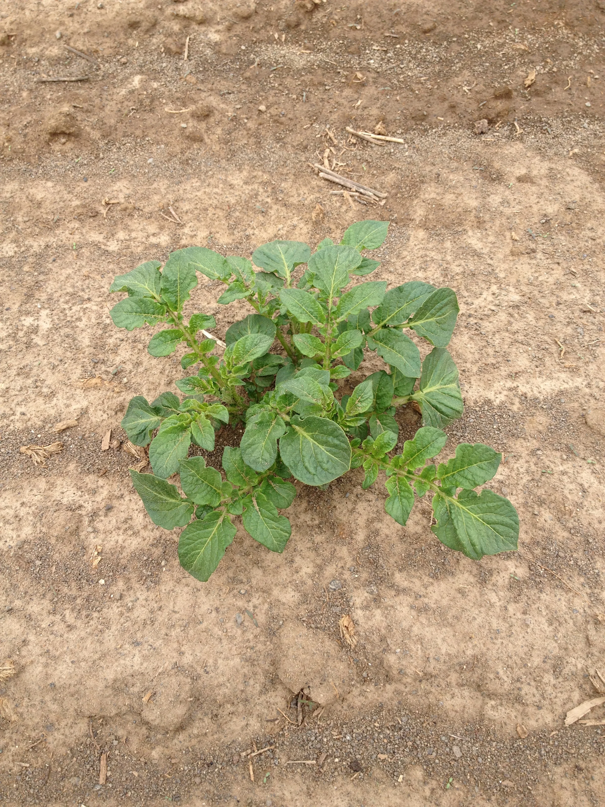 EMERGING POTATO PLANT