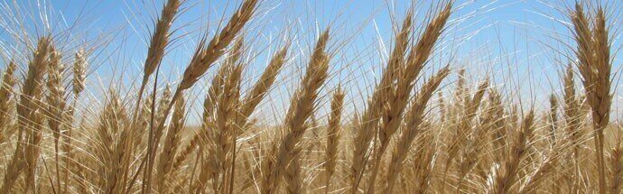 Wheat.jpg
