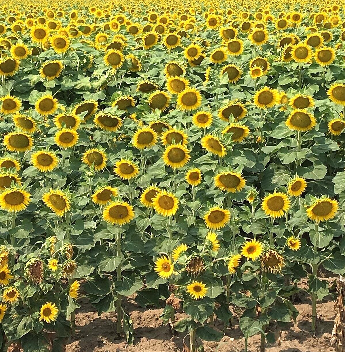 sunflowers.jpg