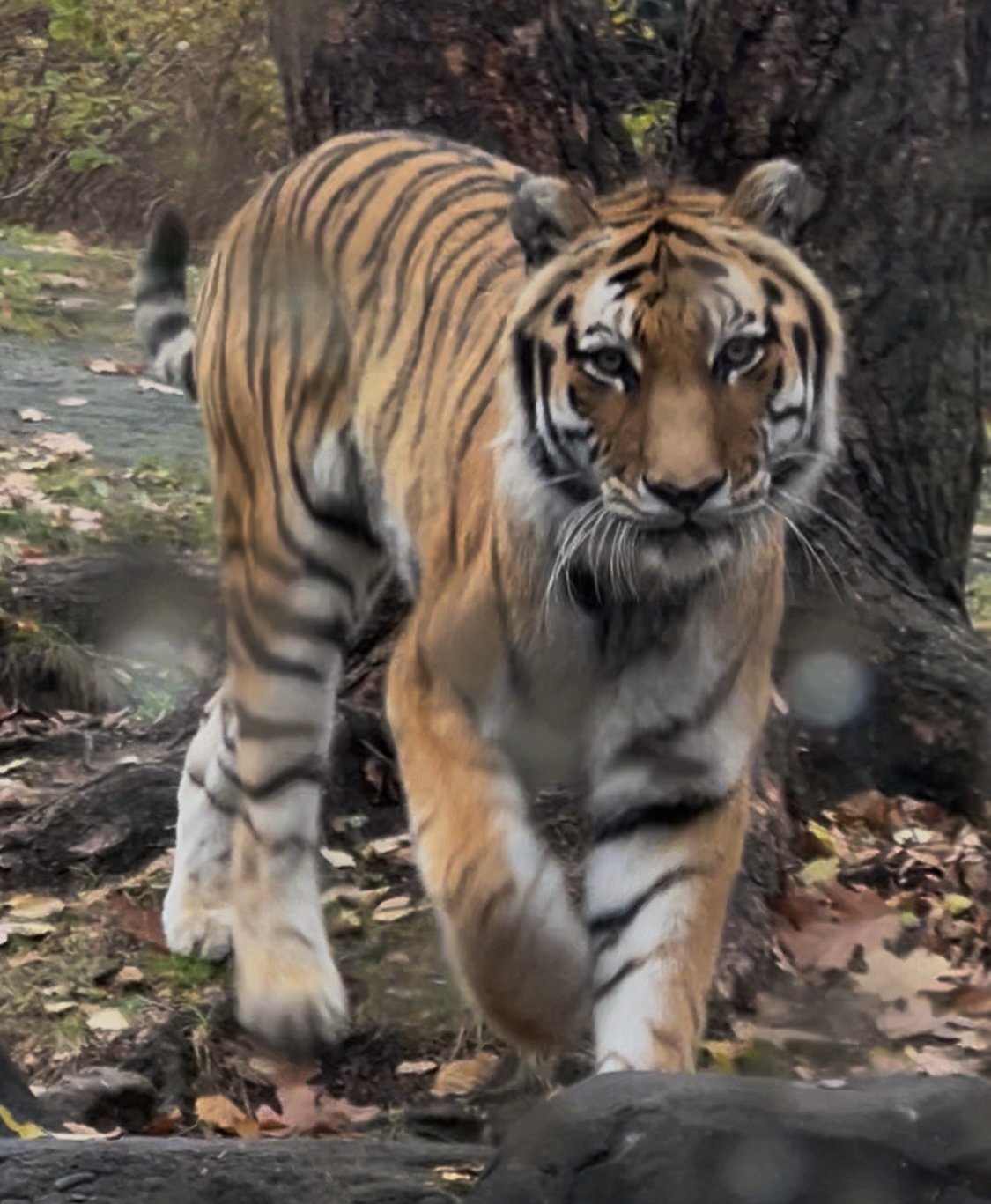 Majestically, wood, 8x10%22, $400.jpeg