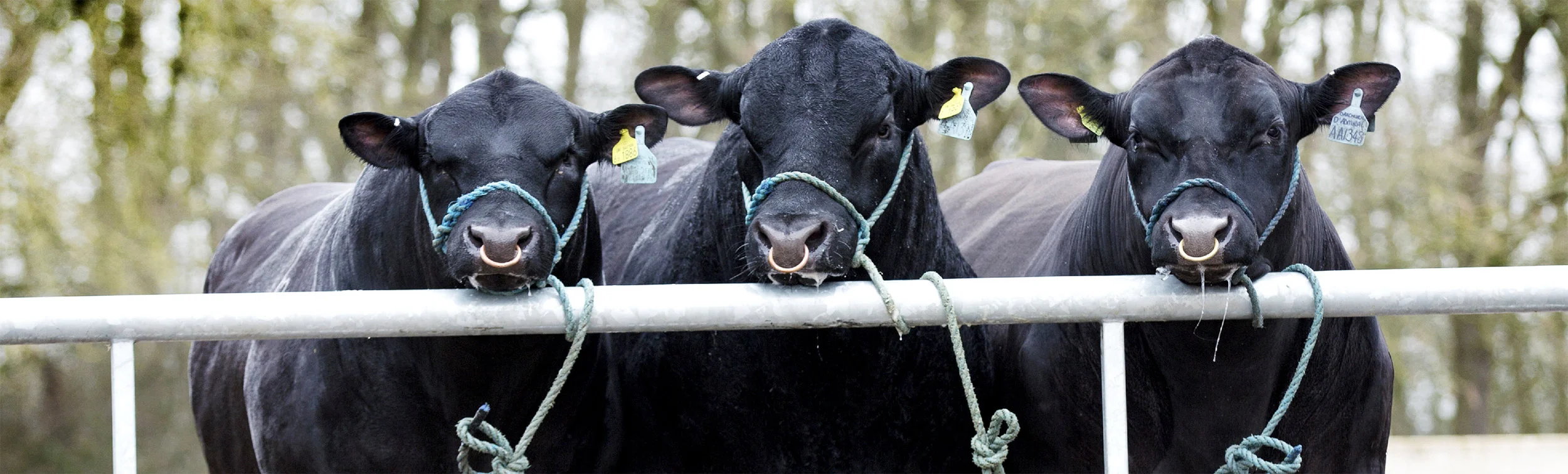 Aberdeen Angus Cogent Canada