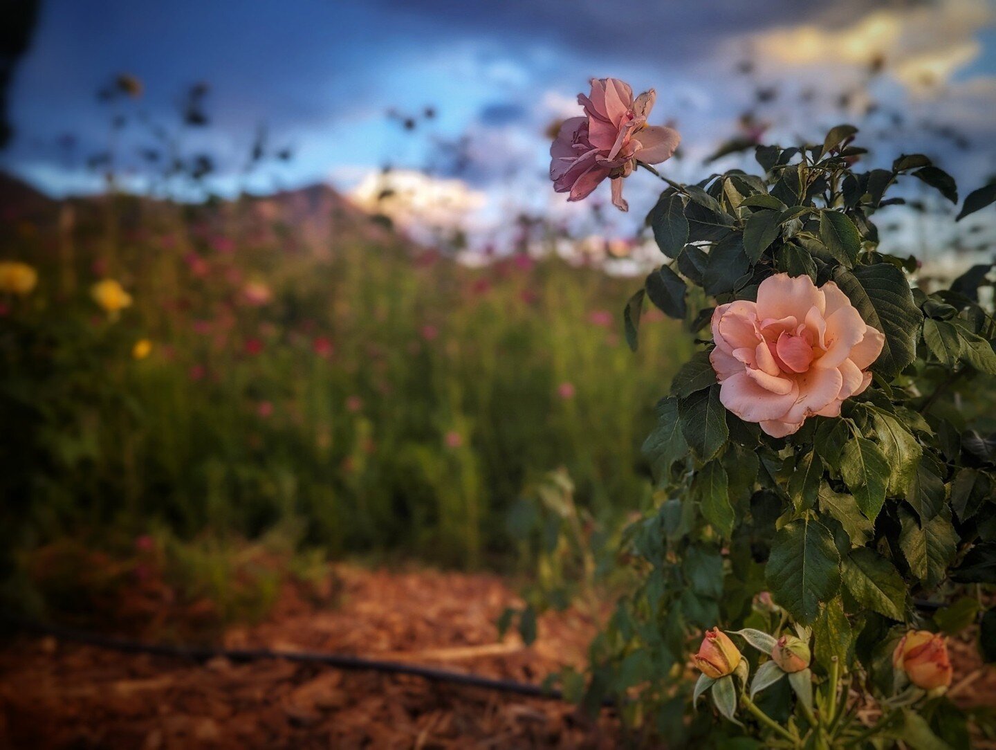 Website are often an evolving work in progress.⁠
⁠
A once-new farm in Paonia, Colorado, was in need of a site that not only informs but converts viewers into members. Offering a take on a CSA, but with flowers, this website had fun imagery to work wi