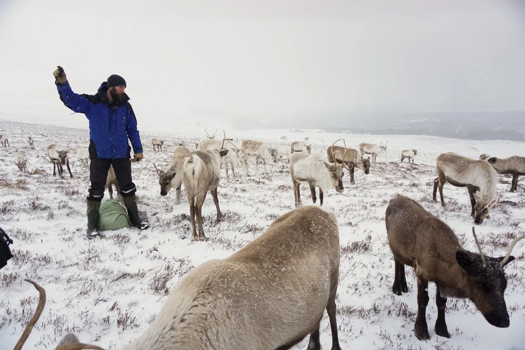 cairngorm-reindeer.jpg