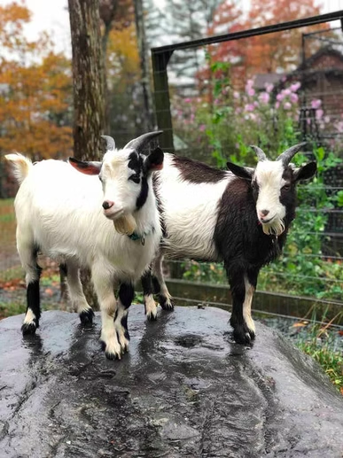 Screen Shot 2026-03-29 at 7.21.22 PM.png