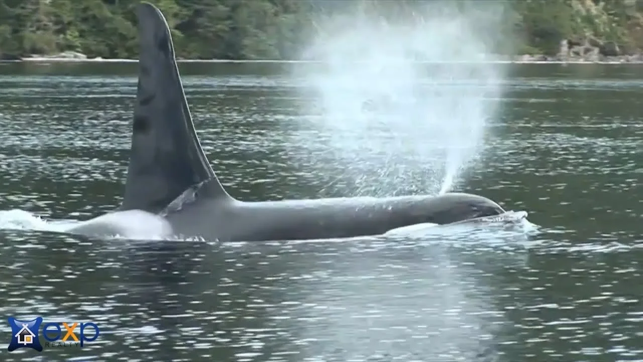 Telegraph Cove Real Estate