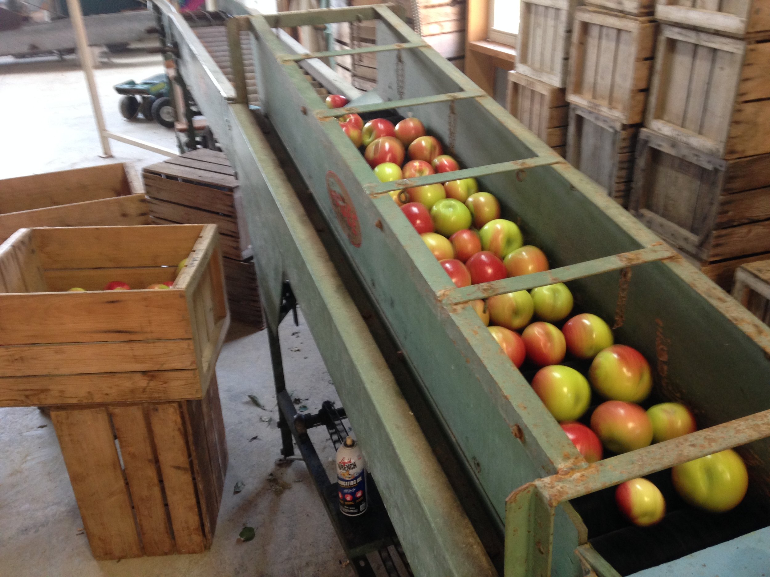 All apples are picked by hand, cleaned and sorted before being sold