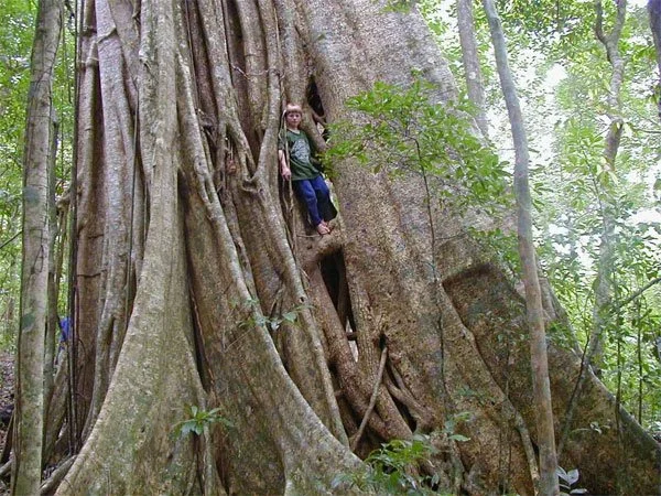 Strangler Fig.jpg