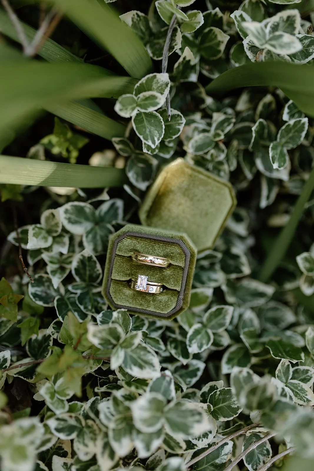 A green velvet ring box containing two rings, placed among green and white variegated foliage.