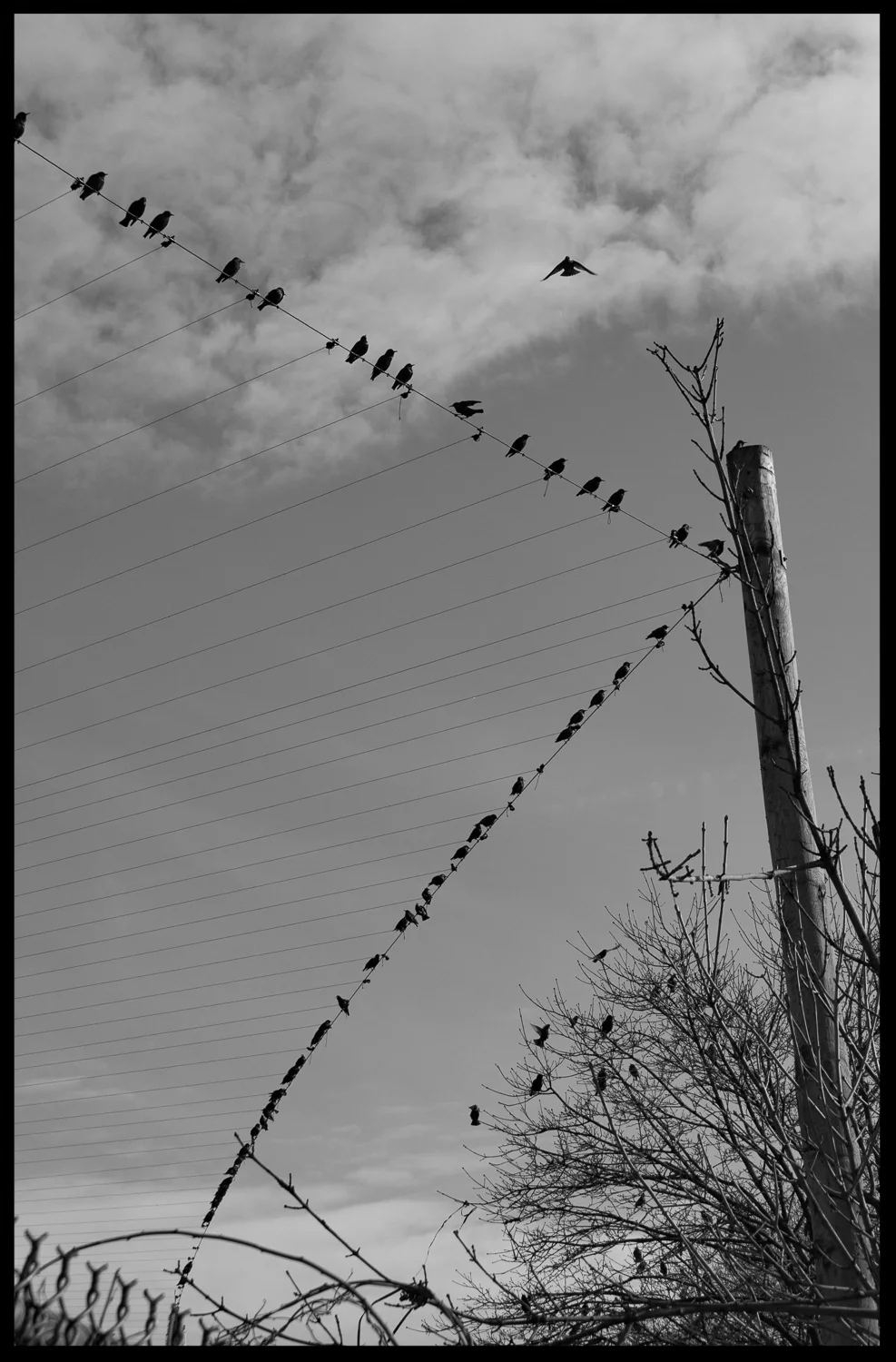 birds on wire.jpg