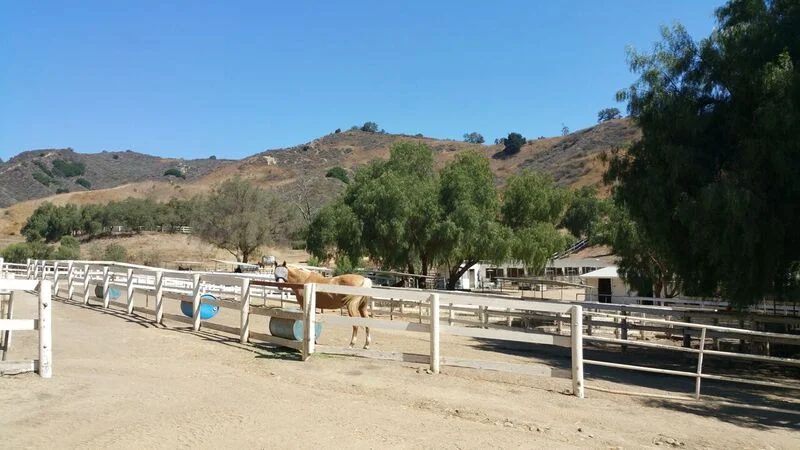 paddock 1.jpg