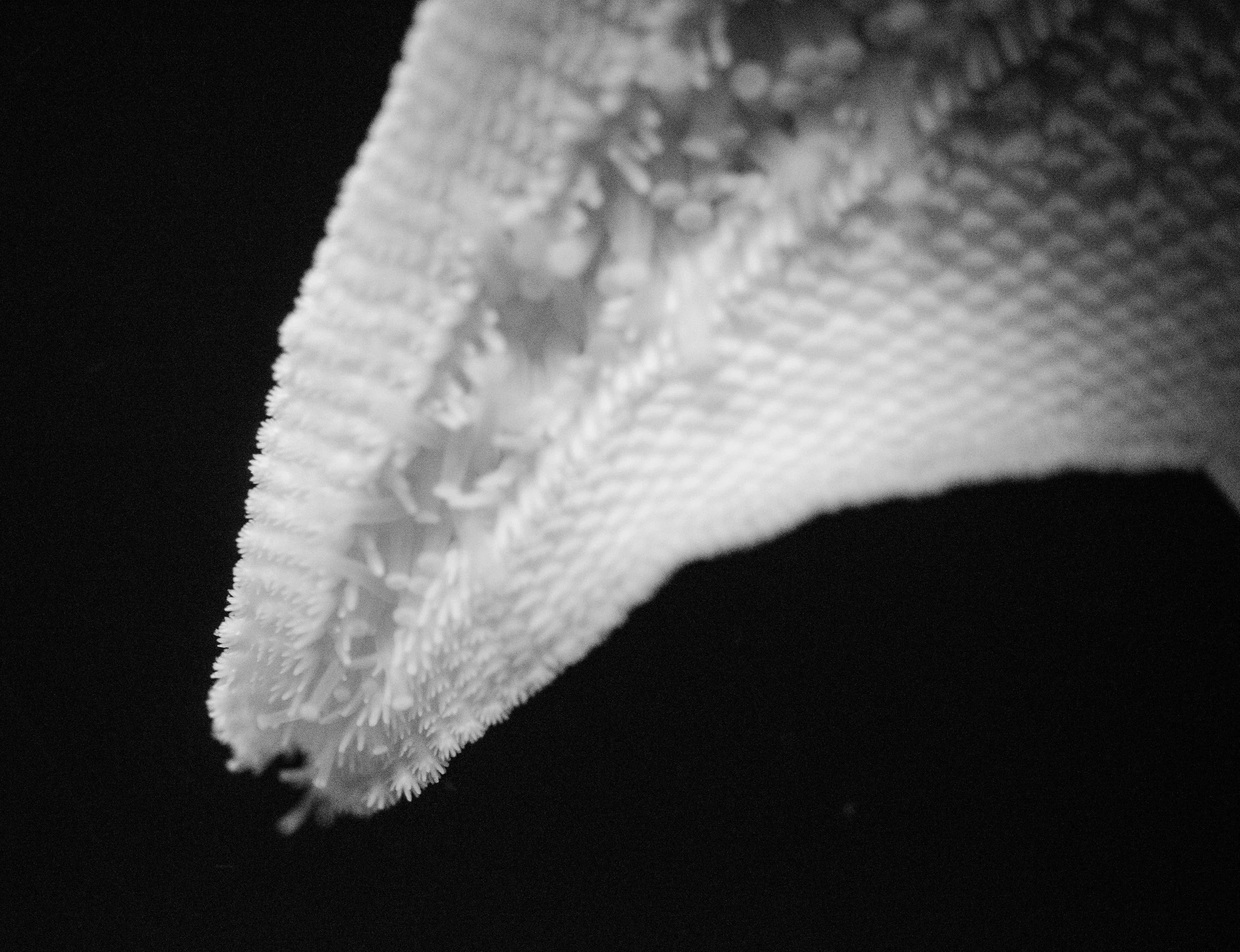Starfish in black and white.jpg