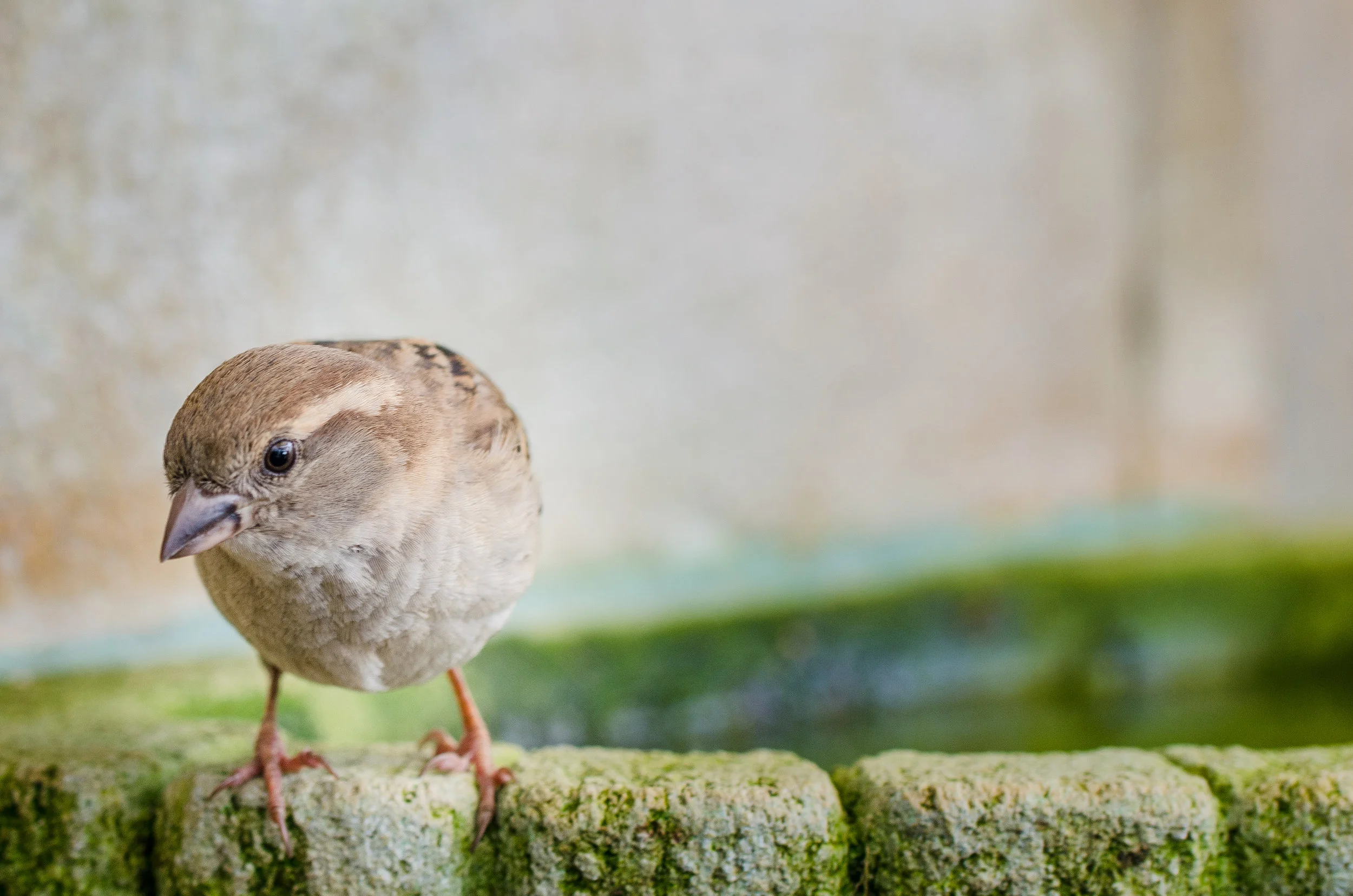 DSC_4392.jpg