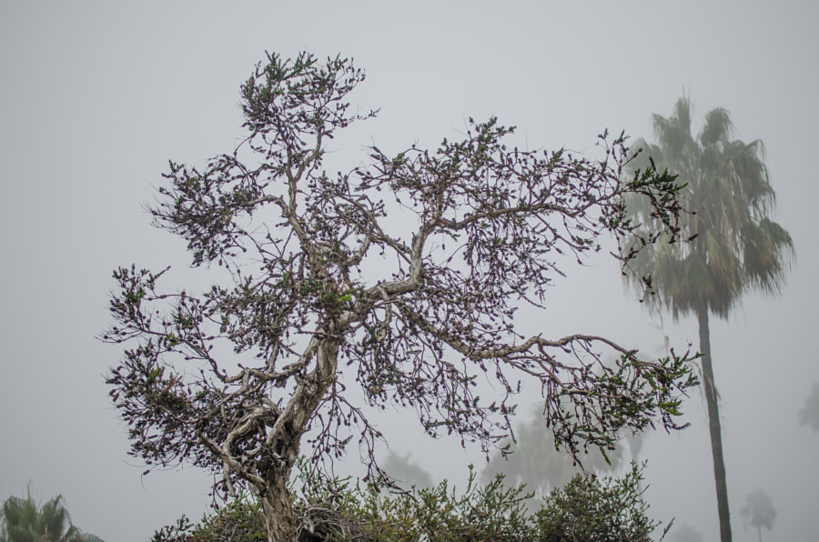 Tree in Fall dress at Laguna Beach