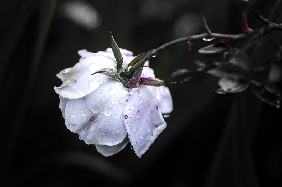 Droplette's behind the flower