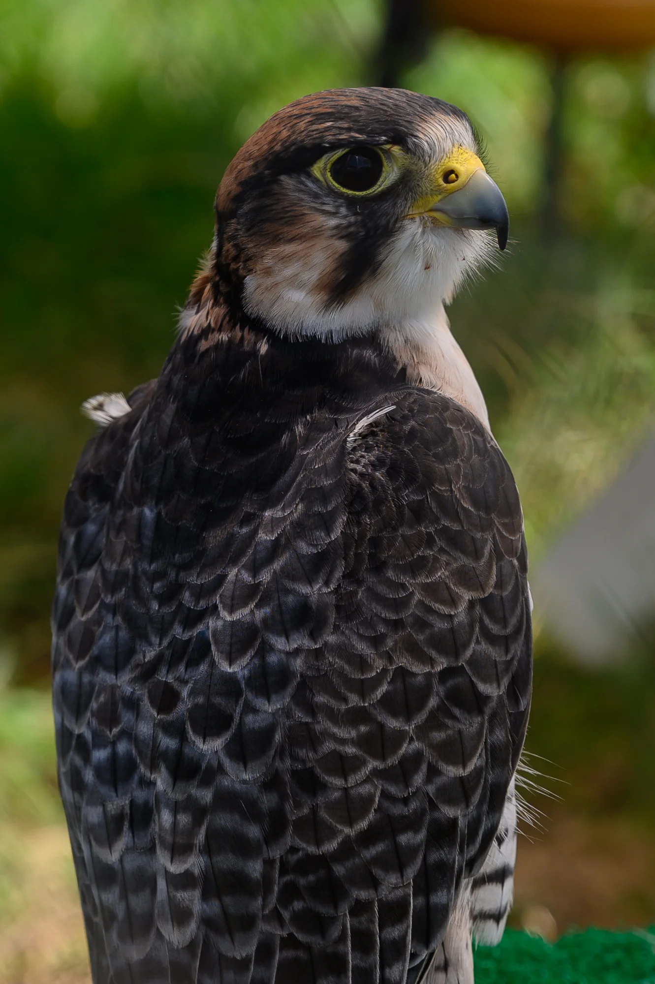 King of The Sky