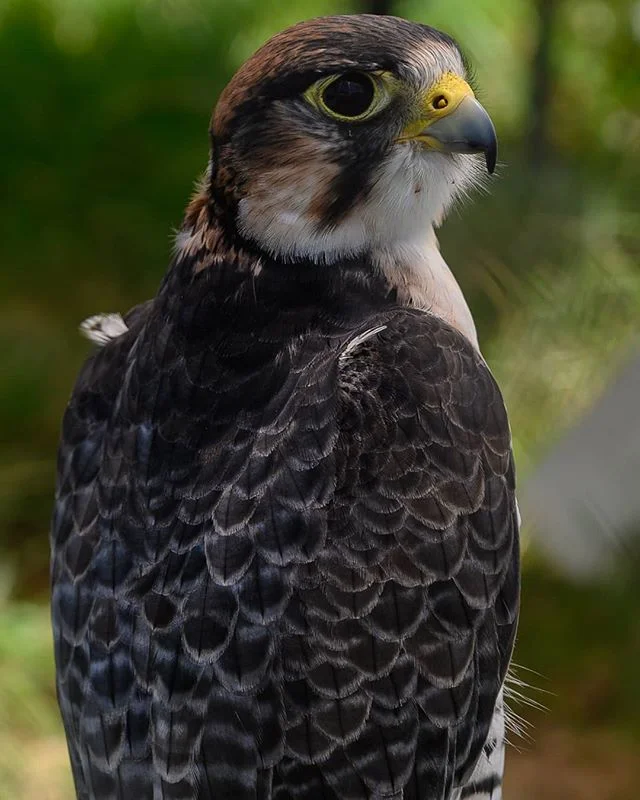 The hawk gaze! Saying don't mess with me! 
#hawk #hawkeye #bird #animals #wildlifephotography #wildlife #Nikon #NikonZ6 #nikonusa #nikonphotography #photography #portraitphotography #sandiego #SD #blacksbeach