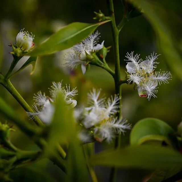 I didn't have to move out of my apartment to take this one. This tree grew to my floor and bloomed next to my balcony!

#blooming #tree #Nikon #NikonZ6