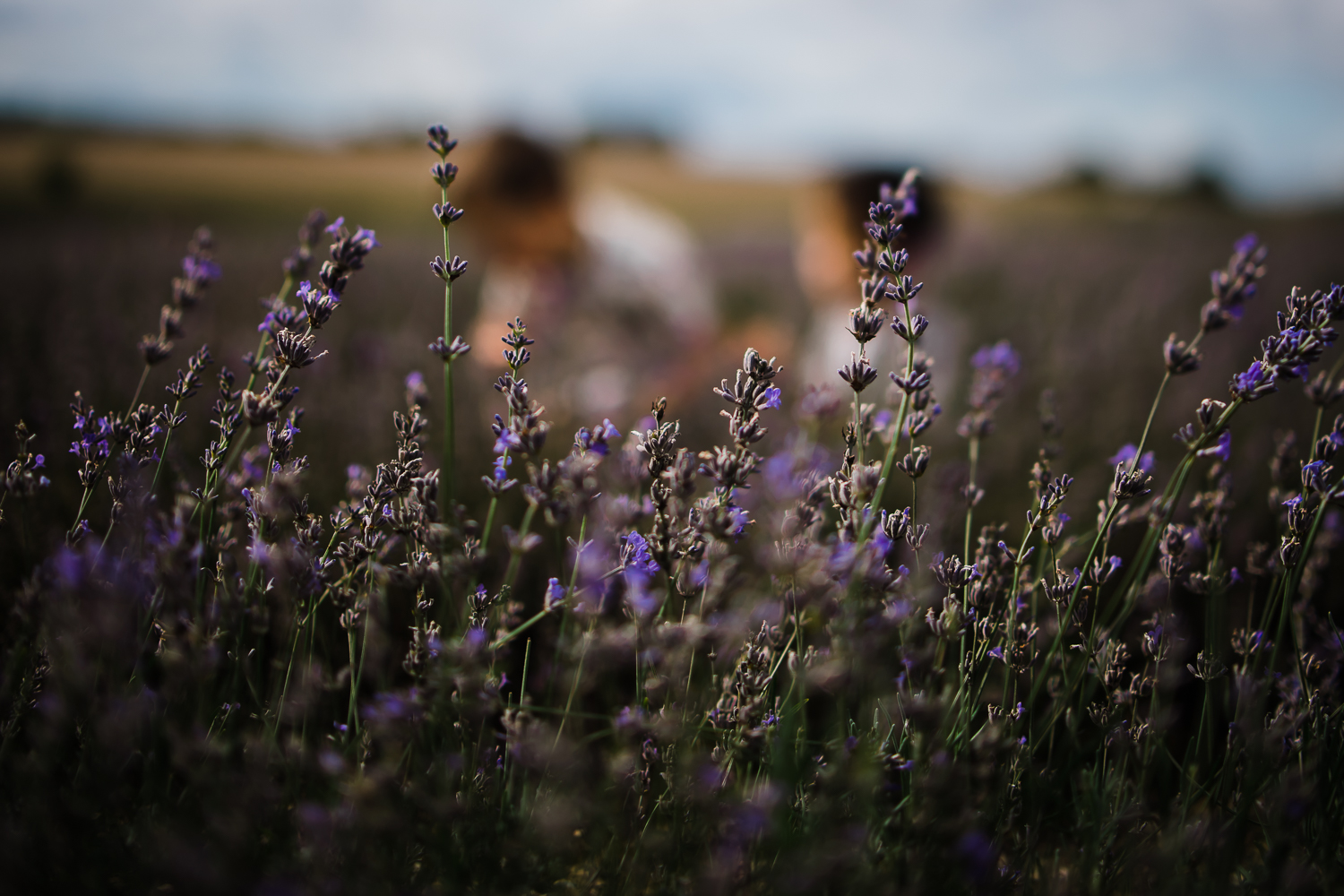 Dreamy childhood in the lavender - Cambridge family photographer