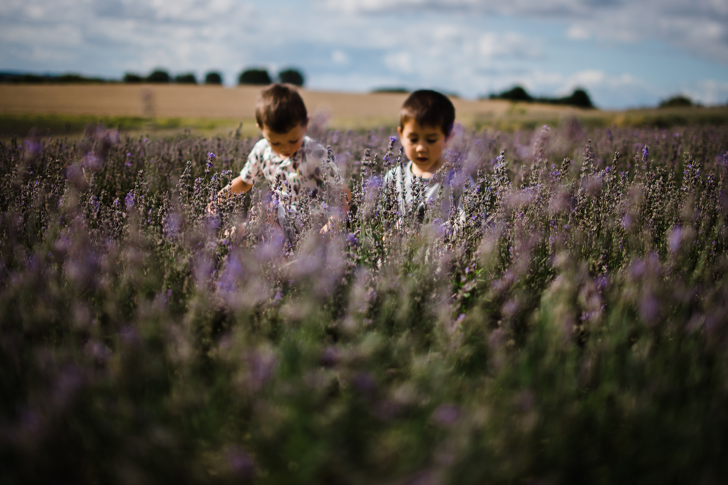 Children portrait photography at the lavender farm, Hertfordshire