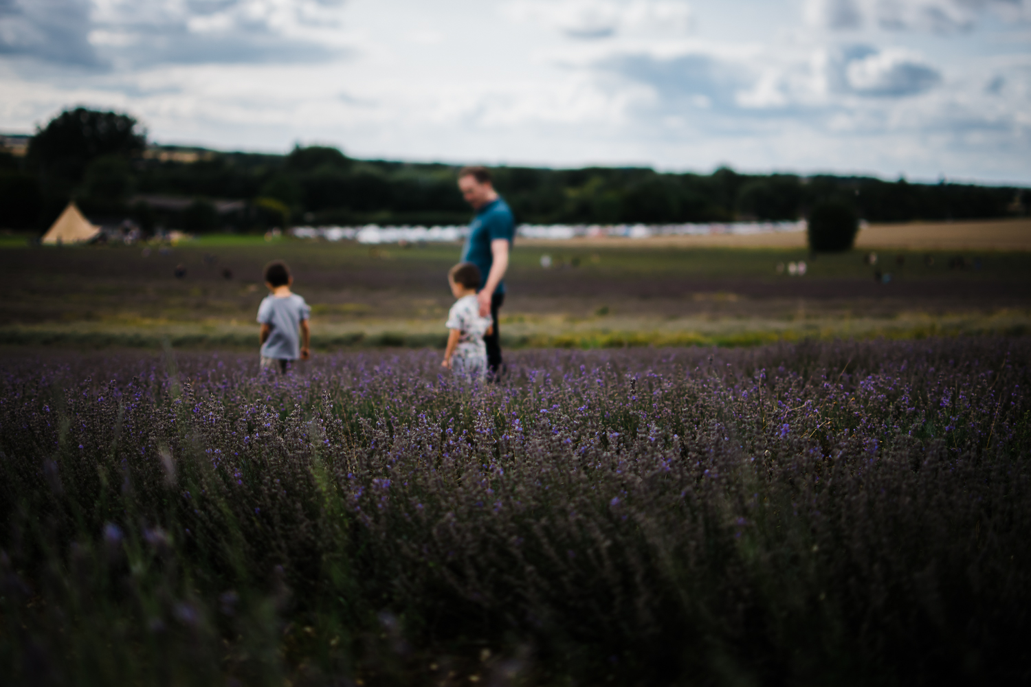 Lavender fields in Cambridgeshire - Diana Hagues Photography