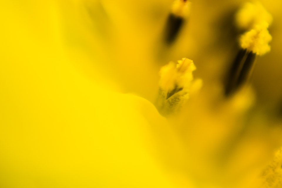 Diana Hagues Photography Freelensing summer adventures -  macro sunflower.jpg