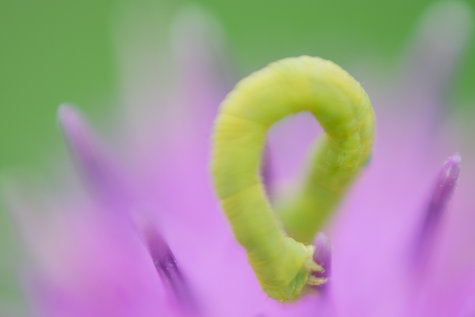 Diana Hagues Photography Freelensing summer adventures -  macro.jpg