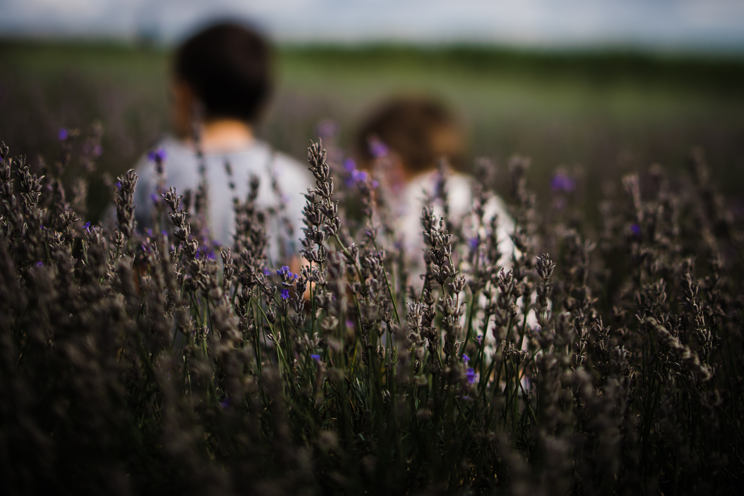 Diana Hagues Photography Freelensing summer adventures - Hitchin  Lavender.jpg