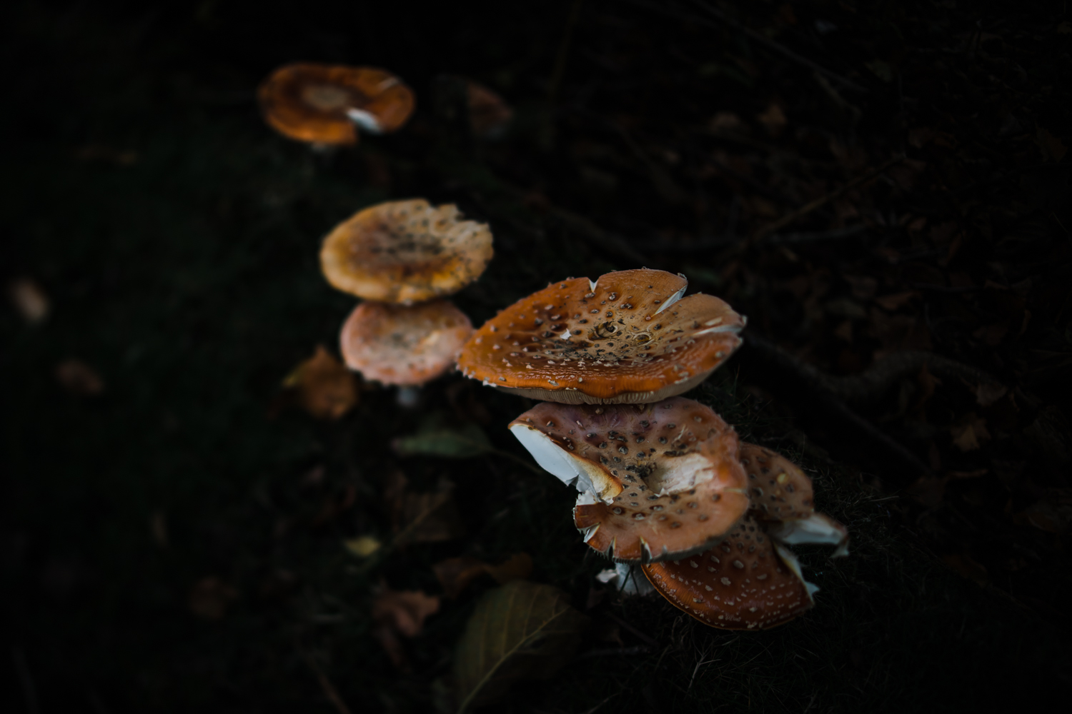 Freelensing - Free 52 project - Sept Oct 17 - Diana Hagues Photography-3.jpg