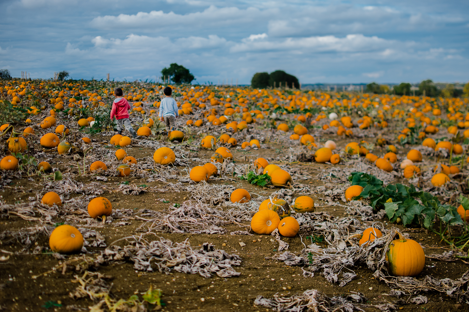 Freelensing - Free 52 project - Sept Oct 17 - Diana Hagues Photography-5.jpg