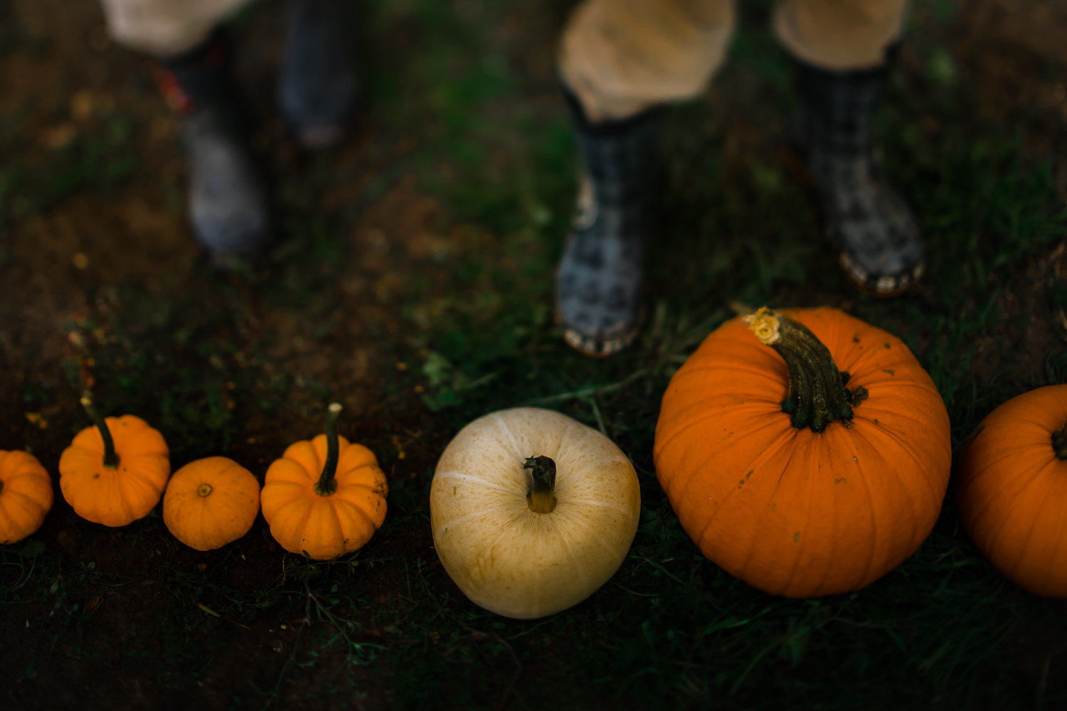 Freelensing - Free 52 project - Sept Oct 17 - Diana Hagues Photography-6.jpg