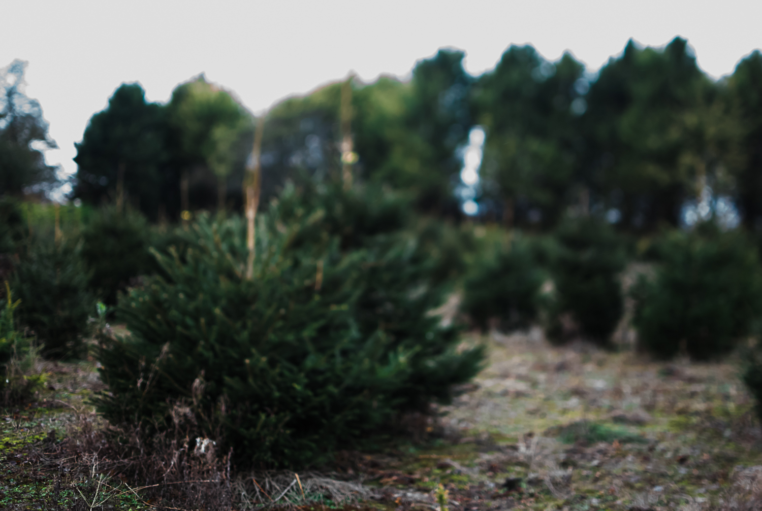 Christmas tree farm - Bottisham, Cambridge