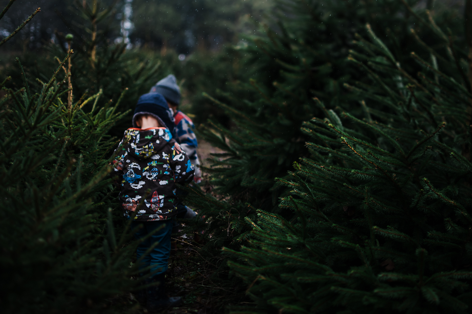 Walking through the Christmas trees - Diana Hagues - Cambridge storytelling and documentary photography