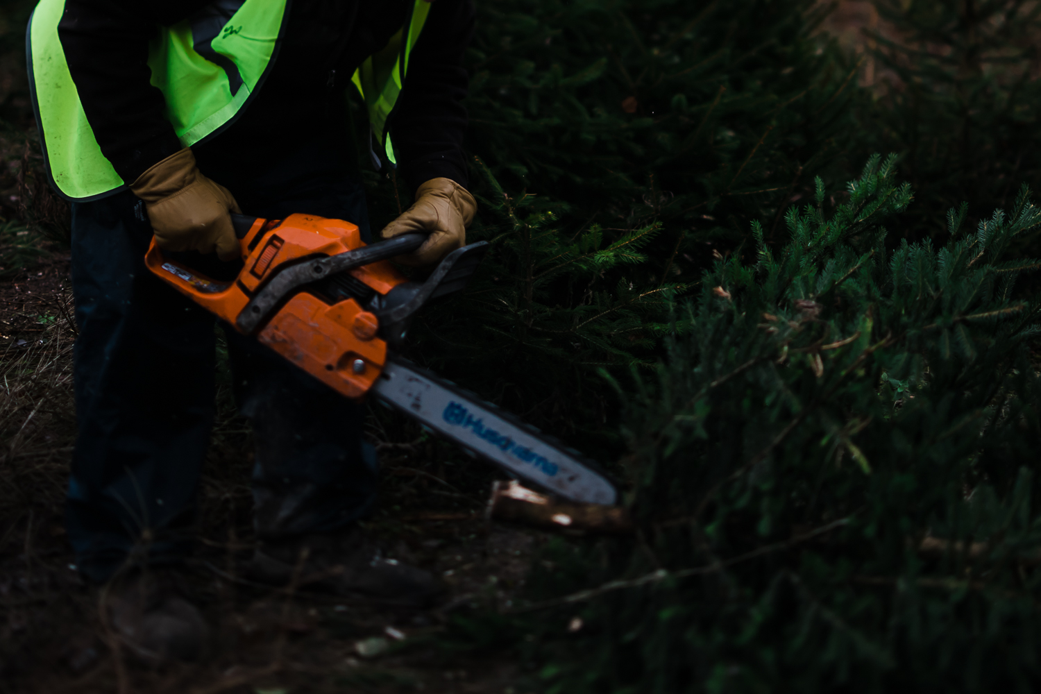 Chopping down the Christmas tree health and safety