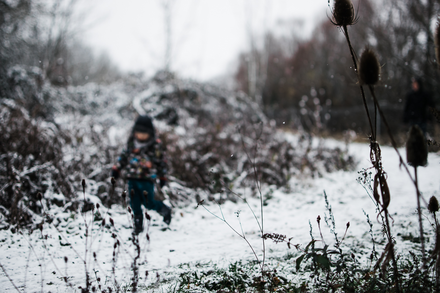 Dead grass and teasel - Freelensing by Diana Hagues Photography