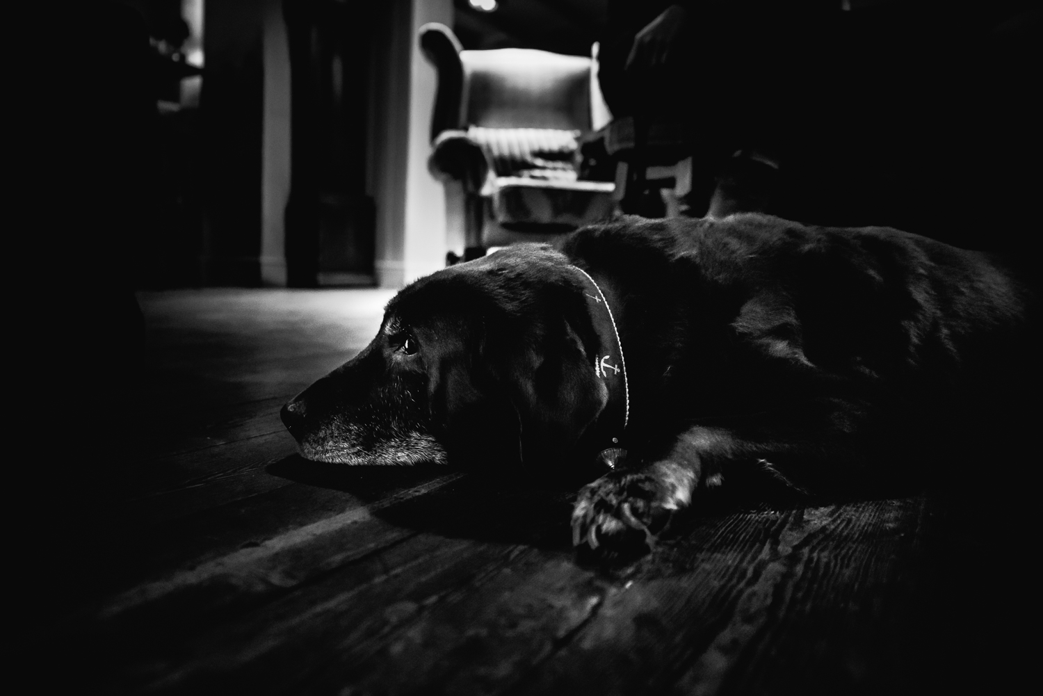  Black and white portrait chocolate labrador 