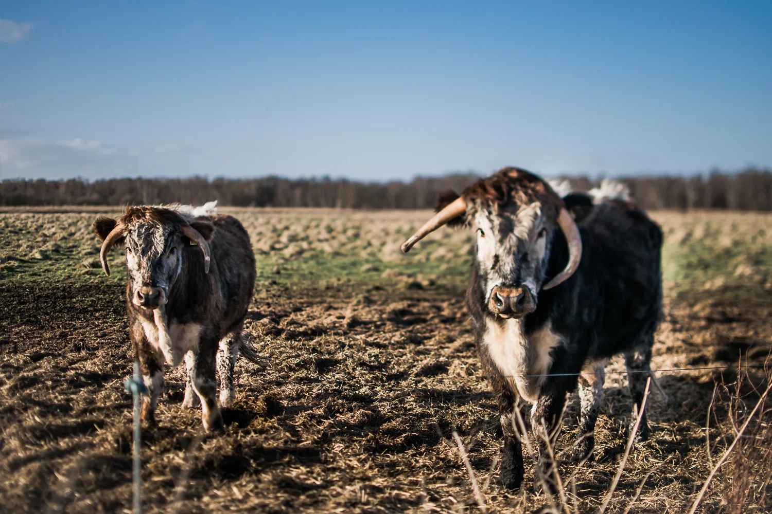 Cattle grazing in the fenland