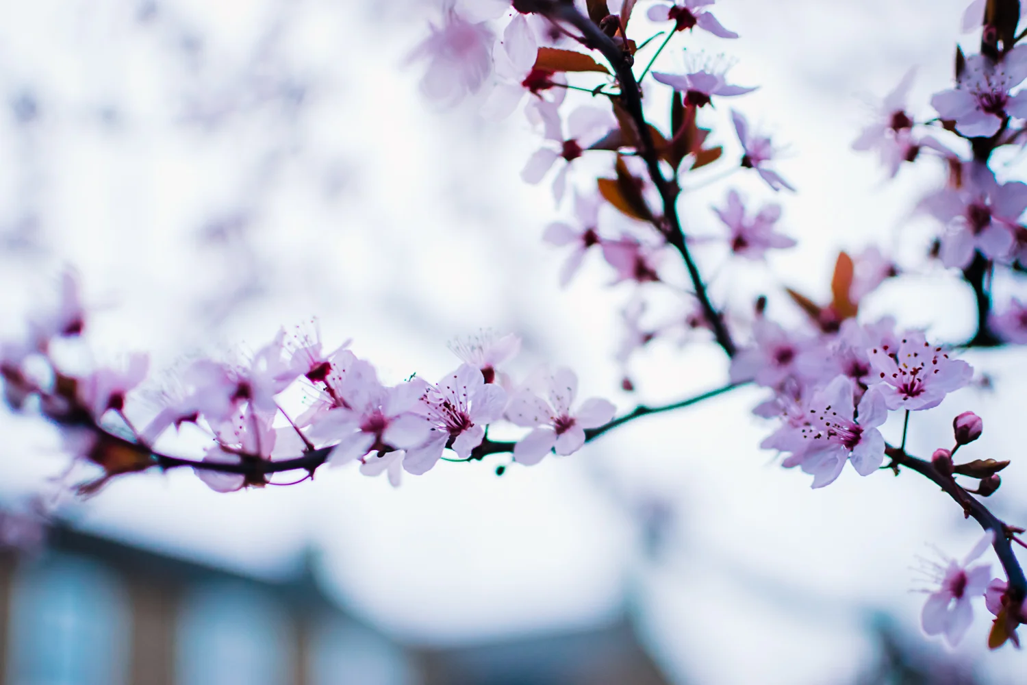 Spring flowers in nature freelensing photos